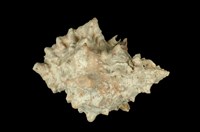 藏品(紅口蛙螺)的圖片